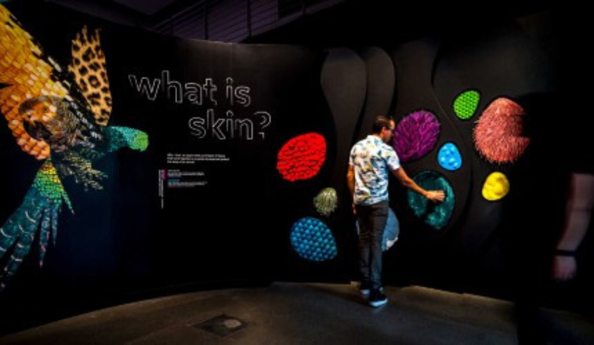Person exploring skin types at museum