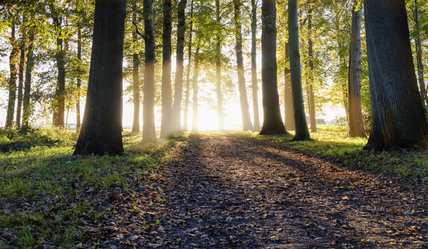 Woods with sun reflecting between the trees.
