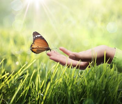 Hand by the grass holding a butterfly.