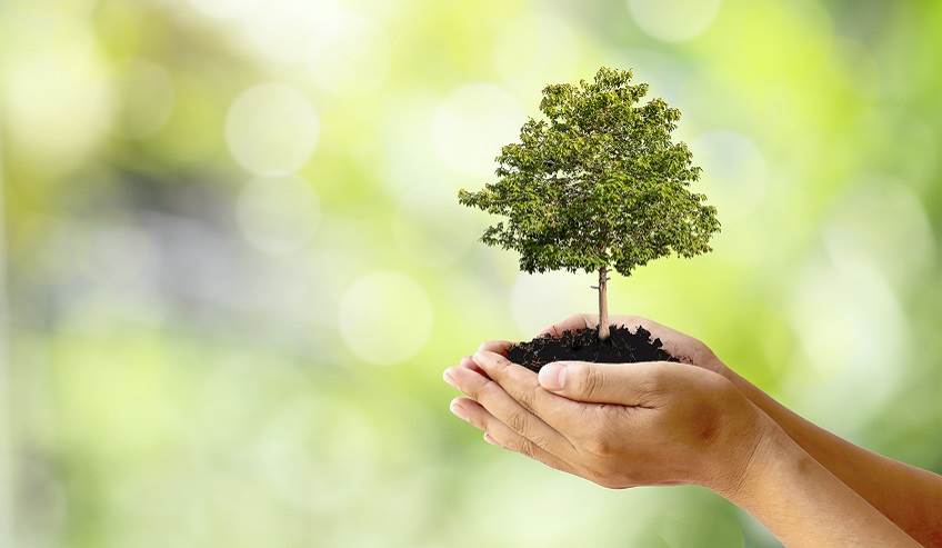 a tree on a sand in hand
